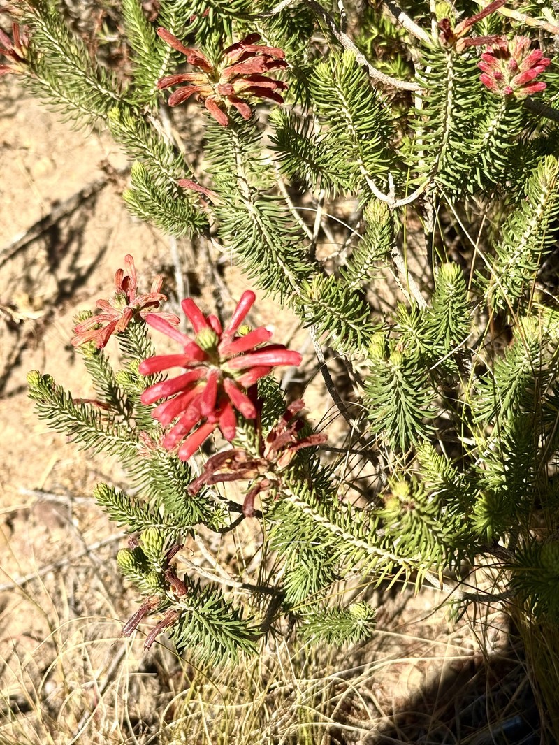 Erica abietina subsp. abietina photo 2