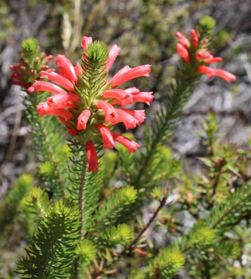 Erica abietina subsp. abietina photo 3