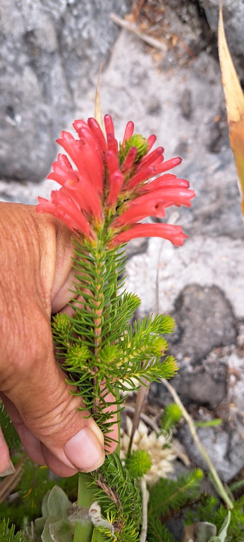 Erica abietina subsp. abietina photo 4
