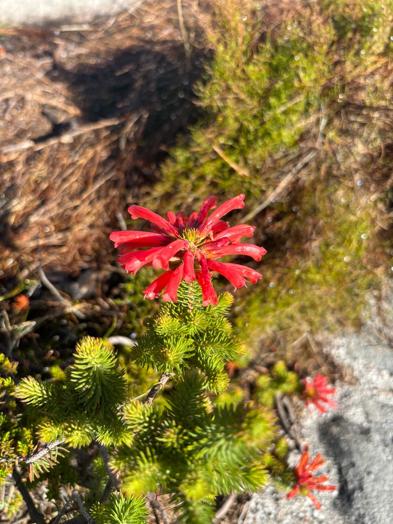 Erica abietina subsp. abietina photo 5