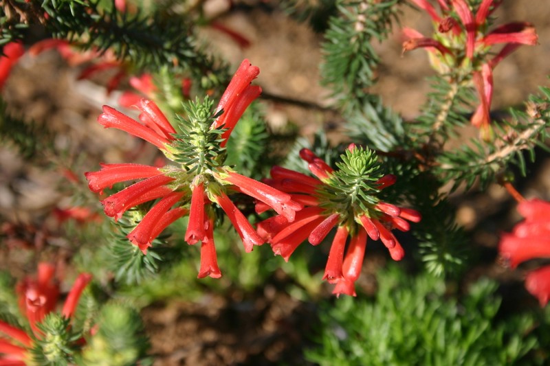Erica abietina subsp. abietina
