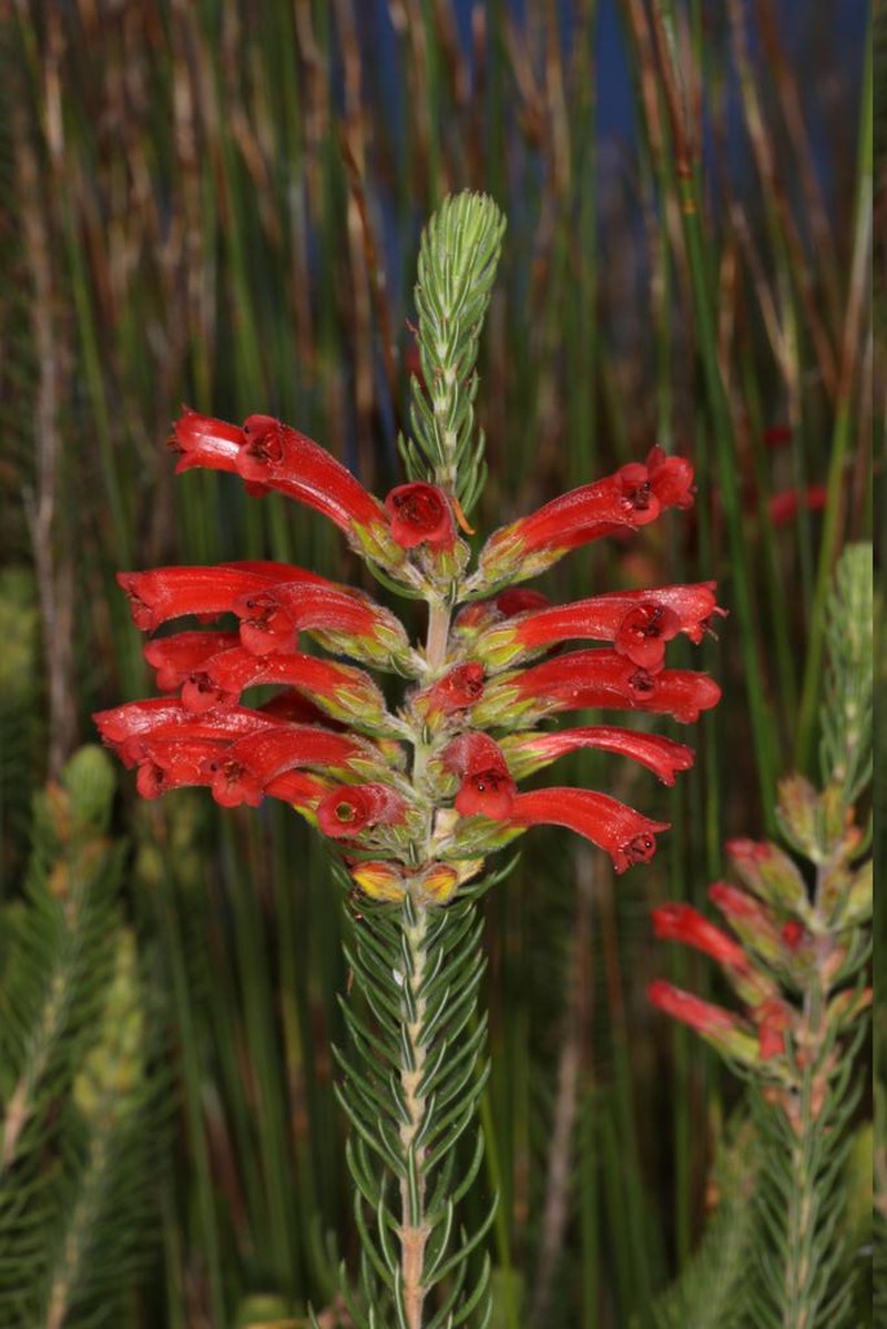 Erica abietina subsp. abietina photo 8