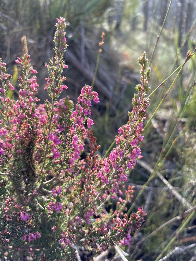 Erica acuta var. acuta