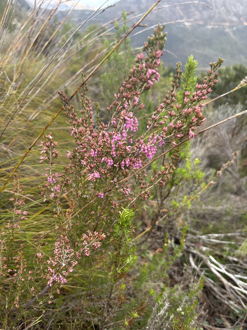 Erica acuta var. acuta photo 2