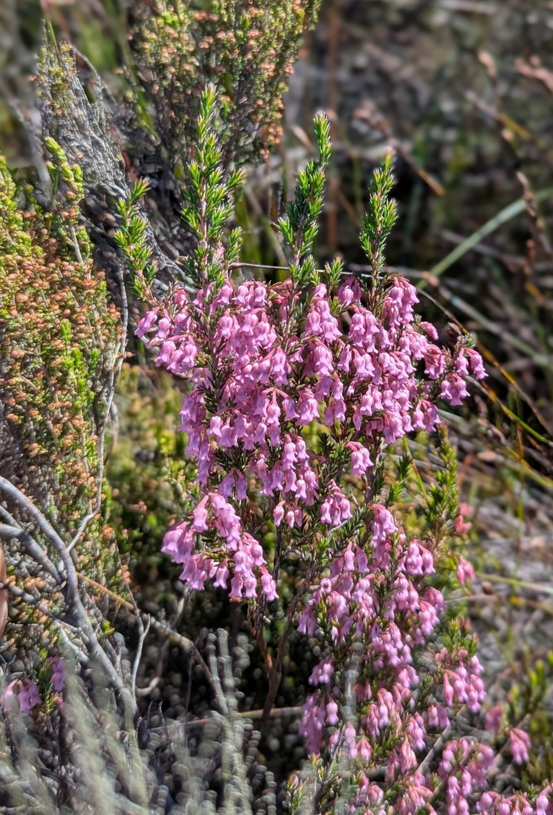 Erica acuta var. acuta photo 3