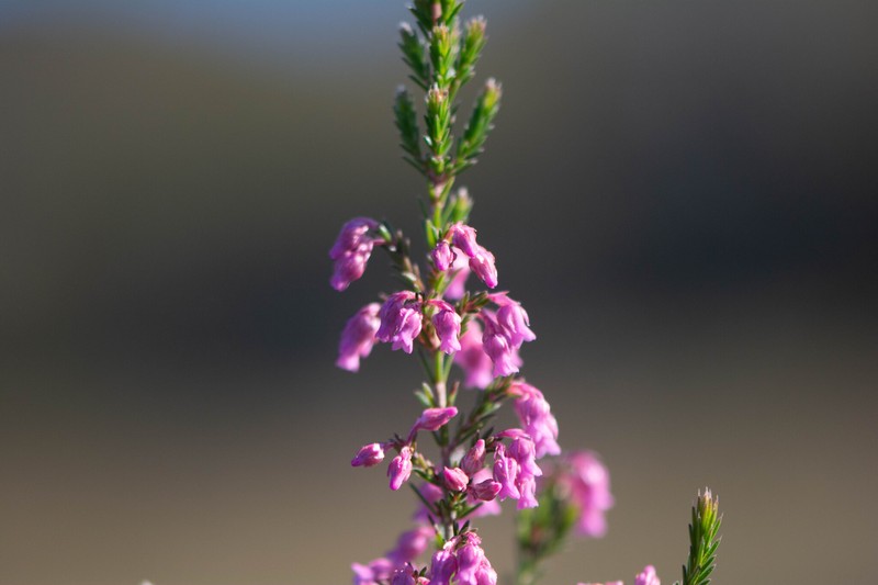Erica acuta var. acuta photo 4