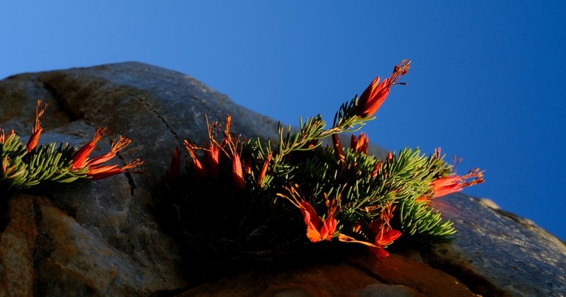 Erica adelopetala