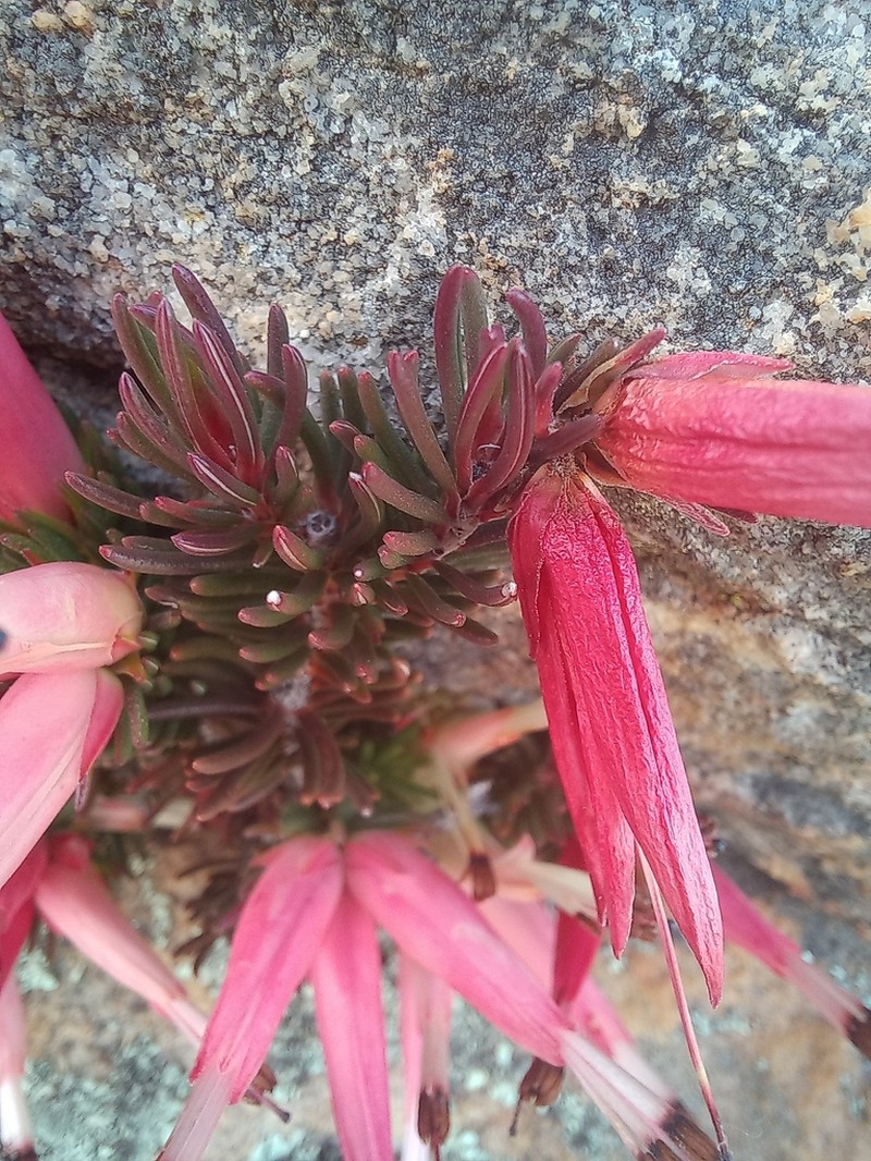 Erica adelopetala photo 3