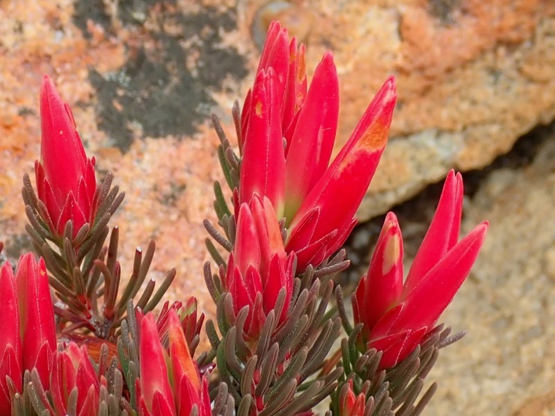 Erica adelopetala photo 4