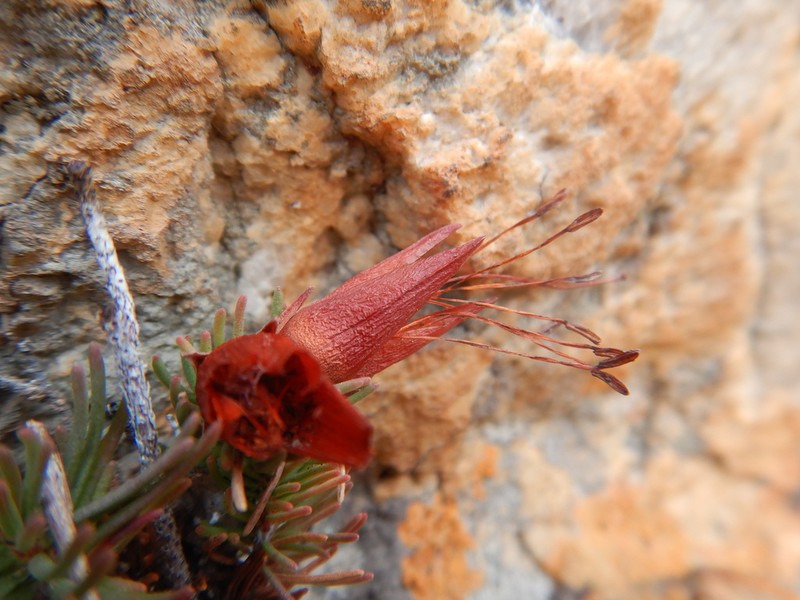 Erica adelopetala photo 5