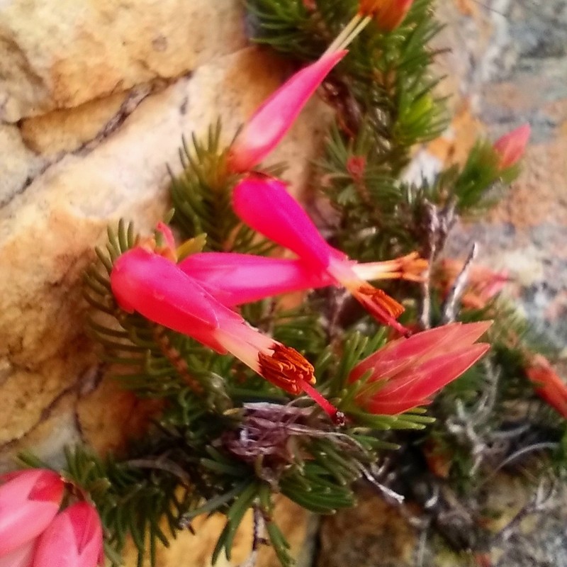 Erica adelopetala photo 8