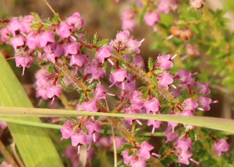 Erica aestiva var. aestiva