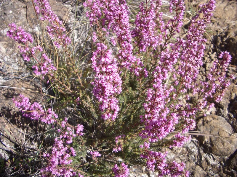Erica aestiva var. aestiva photo 2