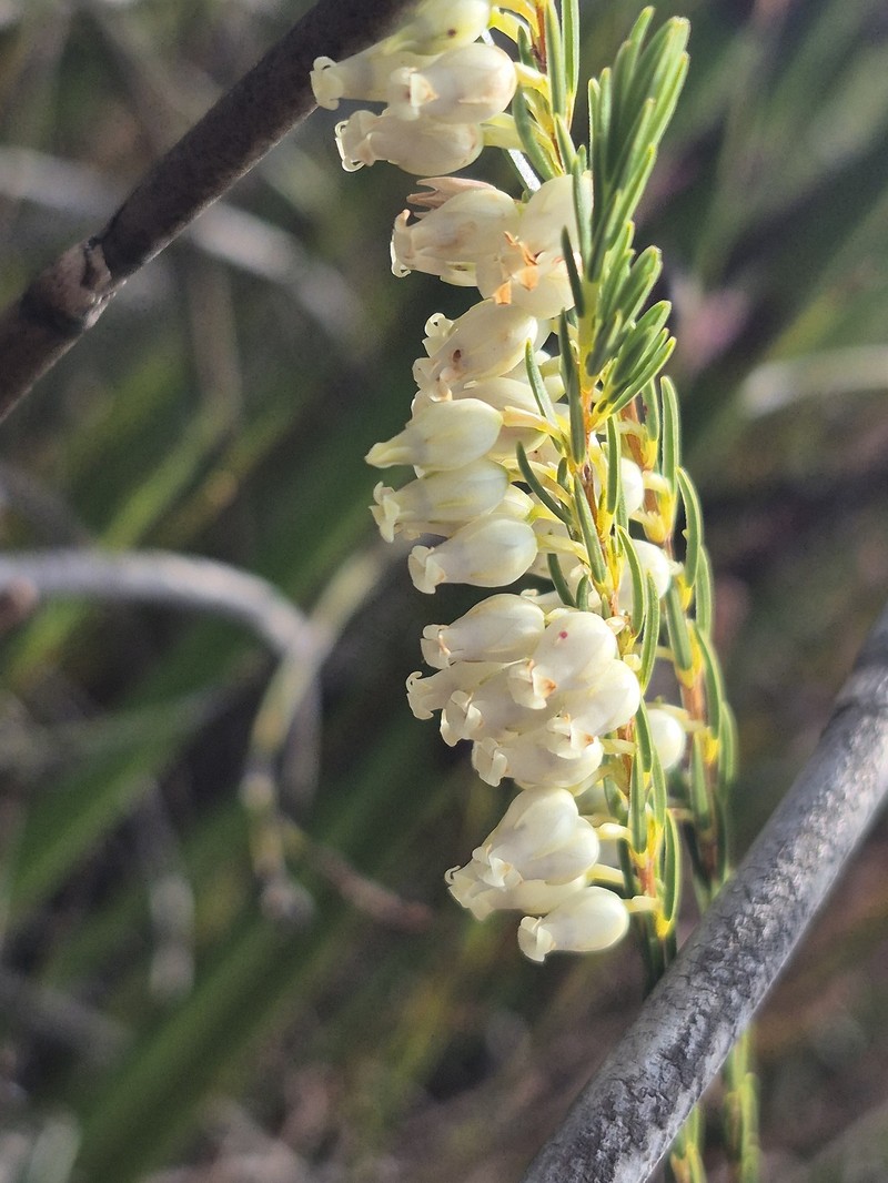 Erica albens var. albens