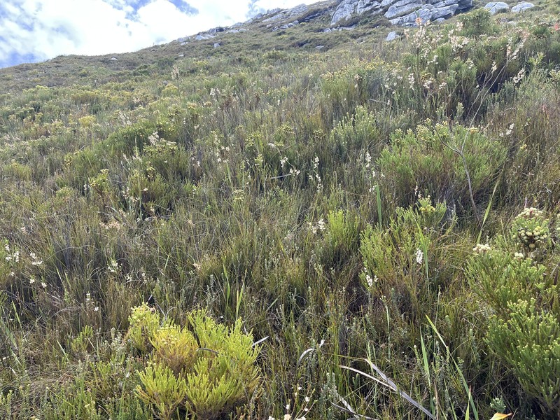 Erica albens var. albens photo 2
