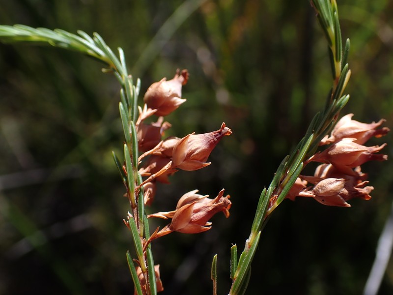 Erica albens var. albens photo 3