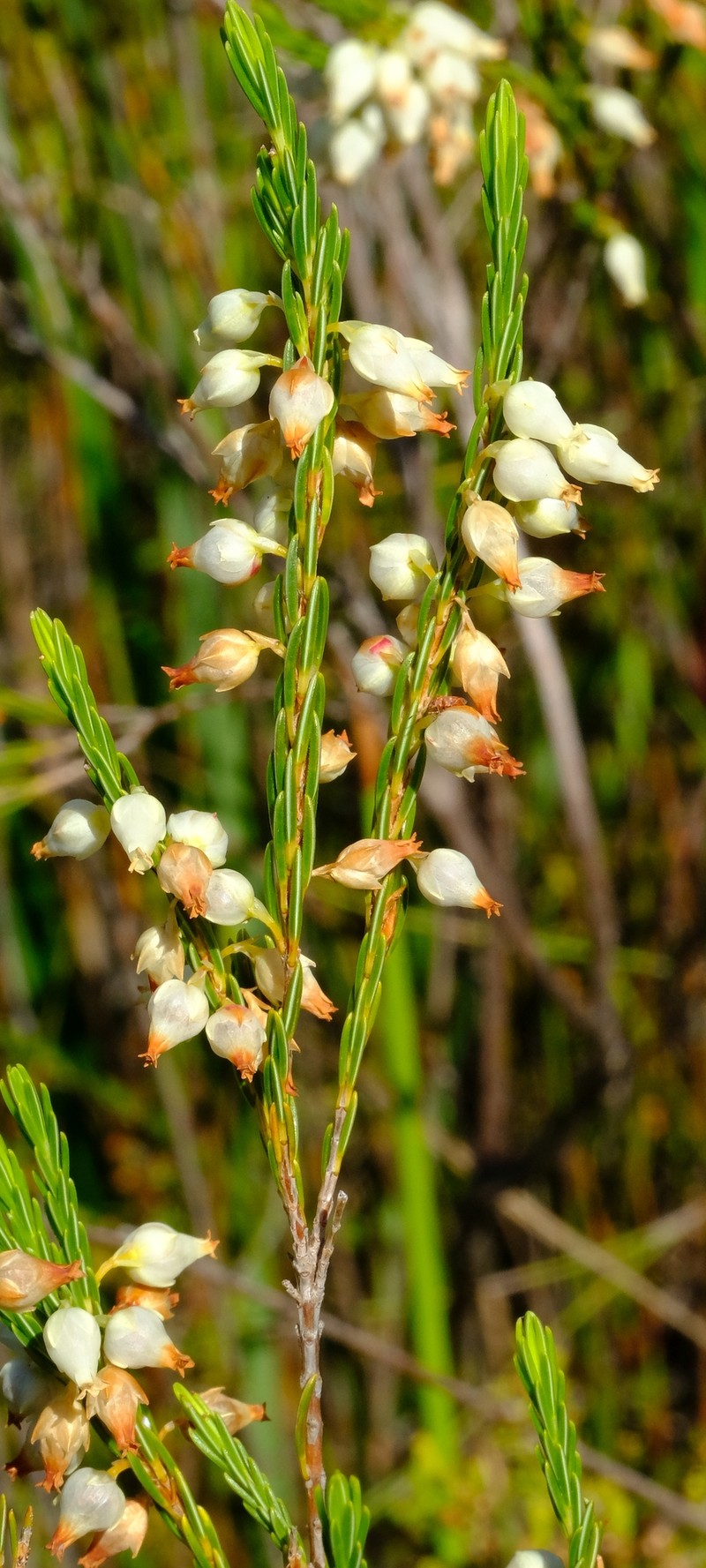 Erica albens var. albens photo 4