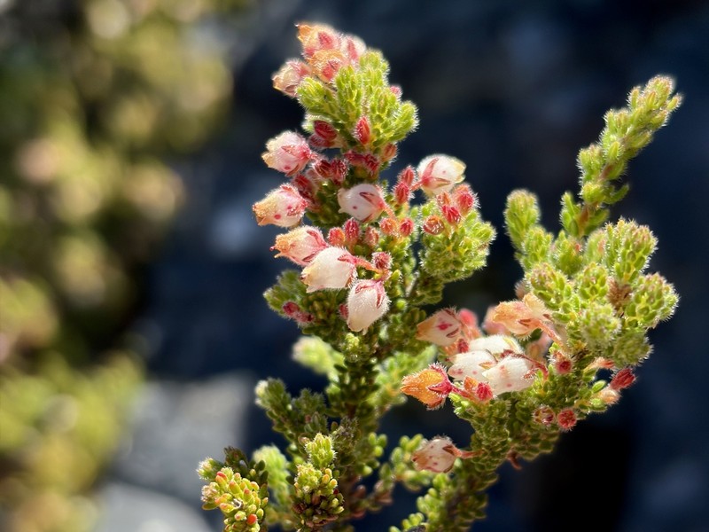 Erica albescens var. albescens