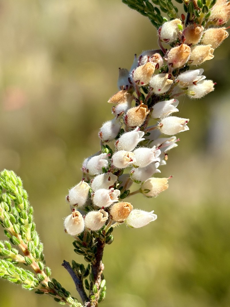 Erica albescens var. albescens photo 2