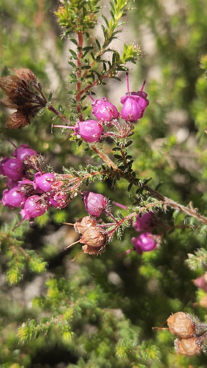 Erica alexandri subsp. alexandri