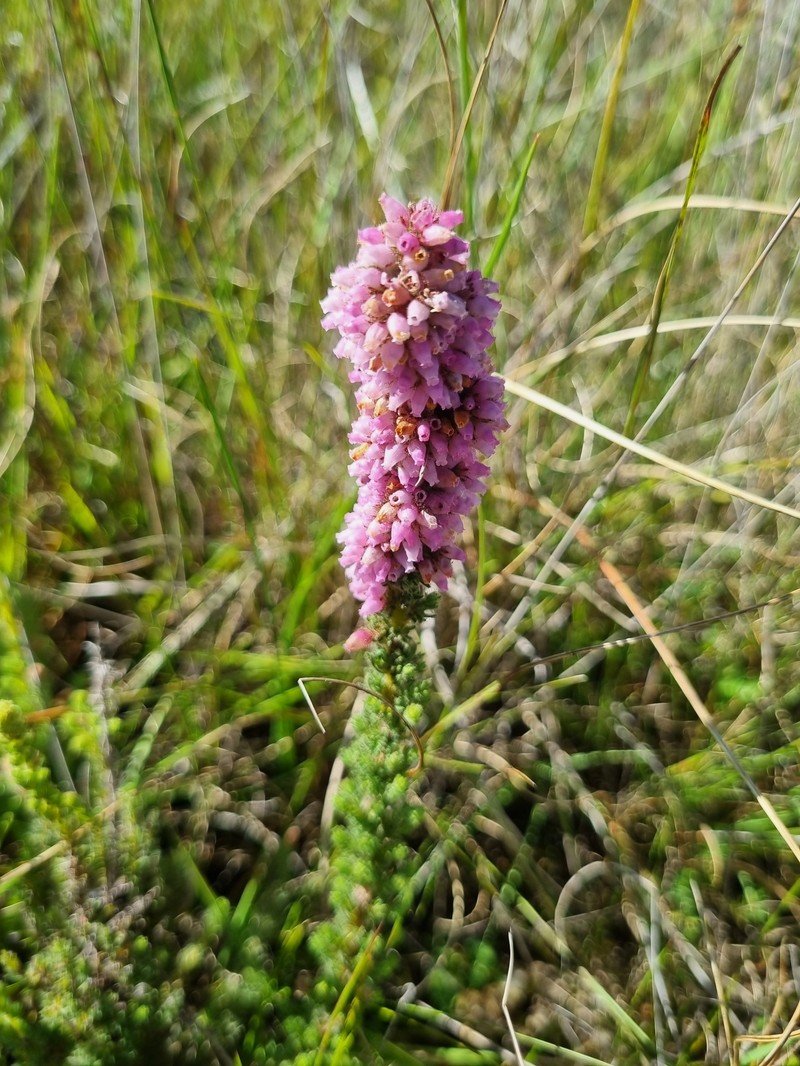 Erica alopecurus var. alopecurus