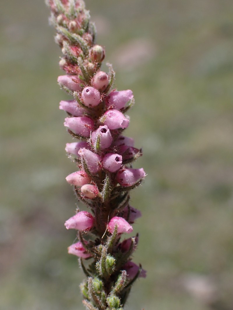 Erica alopecurus var. alopecurus photo 2