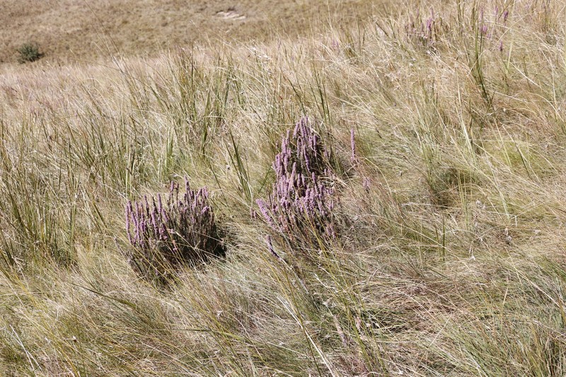 Erica alopecurus var. alopecurus photo 3