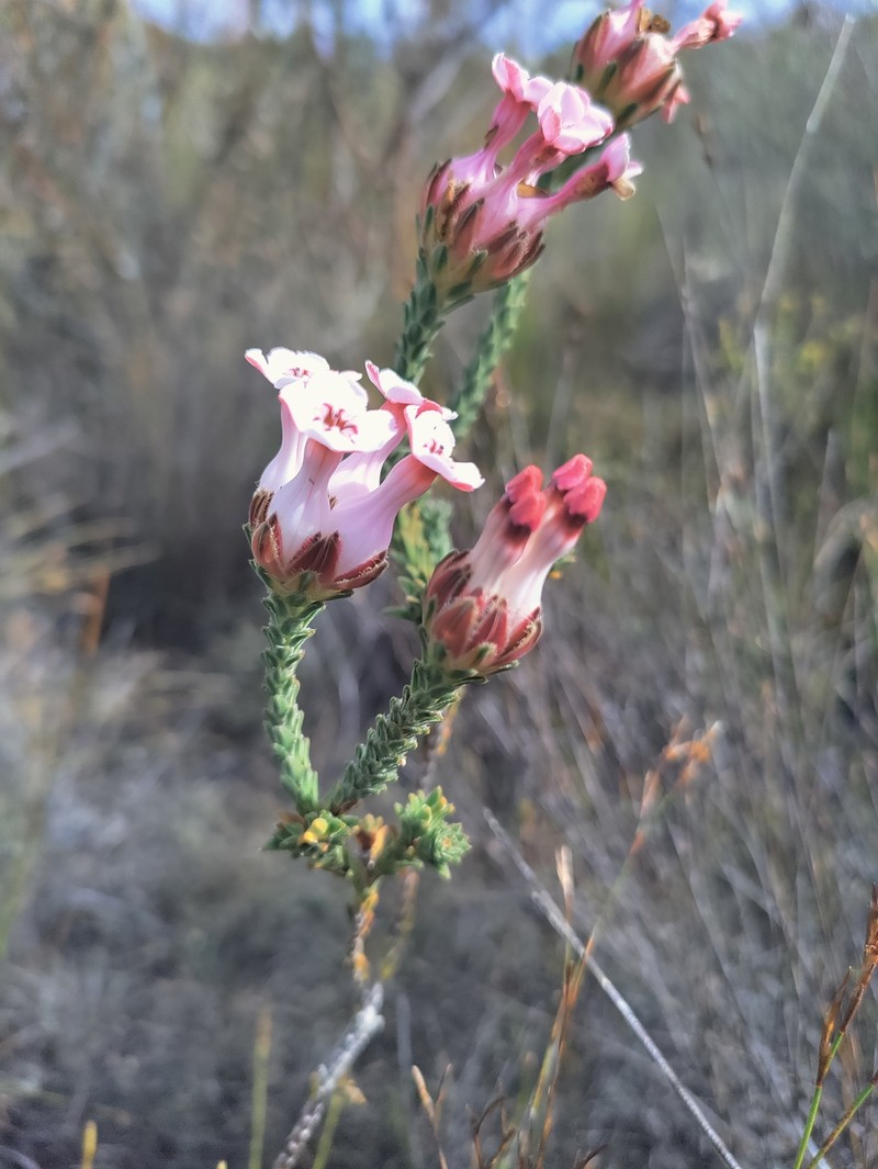 Erica ampullacea var. ampullacea
