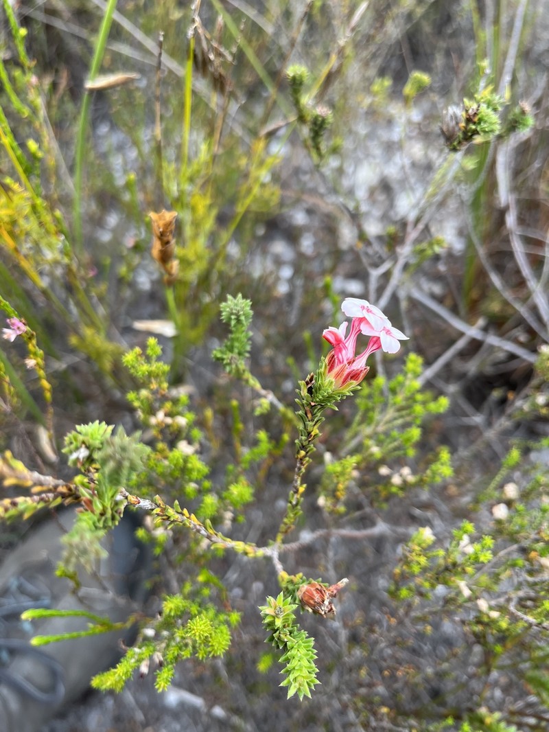 Erica ampullacea var. ampullacea photo 3
