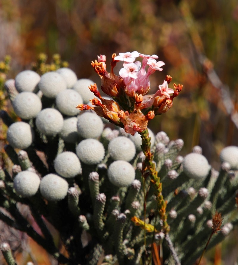 Erica ampullacea var. ampullacea photo 4
