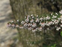 Briar Root
