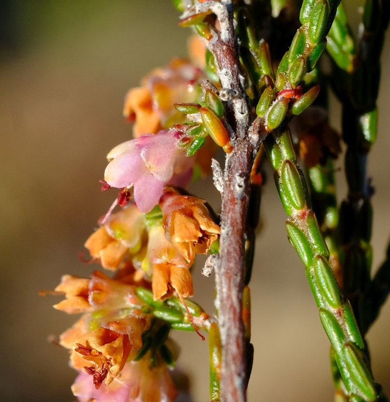 Erica argentea var. argentea