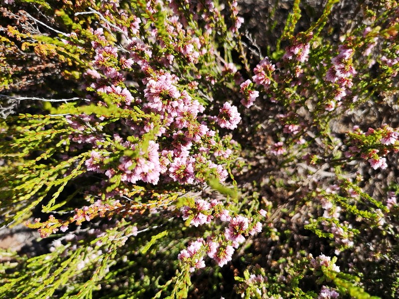 Erica argentea var. argentea photo 2