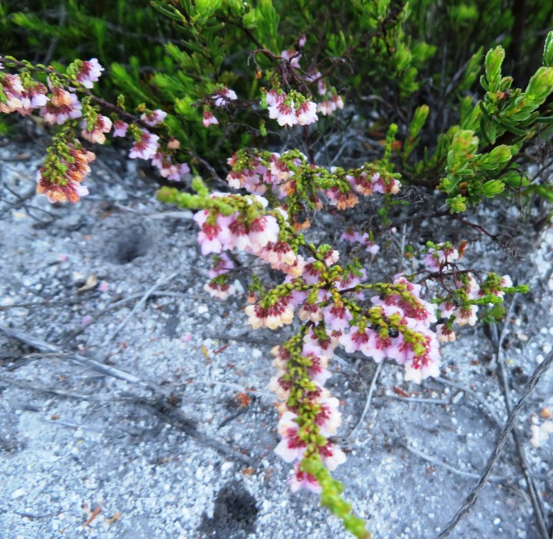 Erica argentea var. argentea photo 3