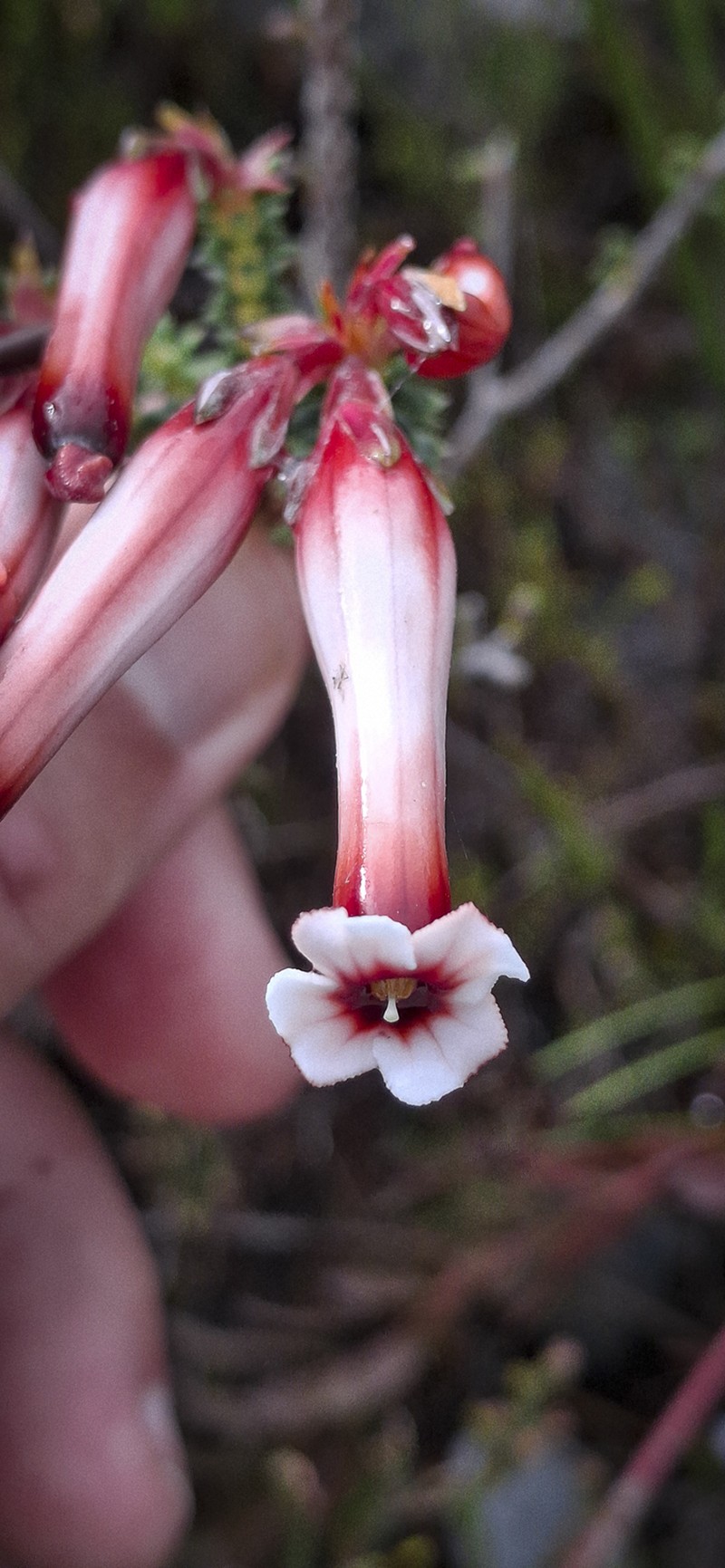 Erica aristata var. aristata