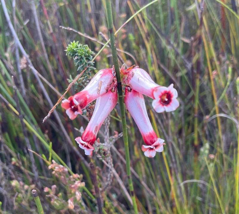 Erica aristata var. aristata photo 2