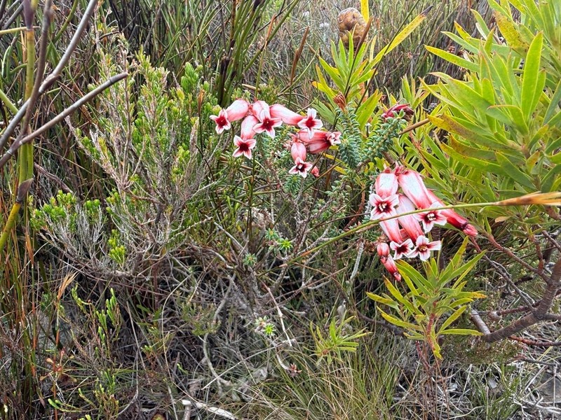 Erica aristata var. aristata photo 3