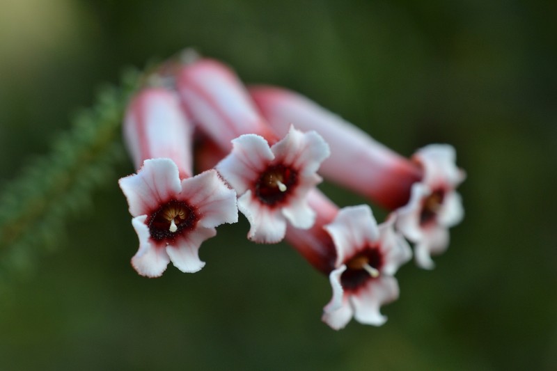 Erica aristata var. aristata photo 4