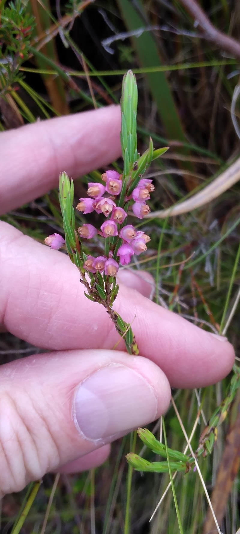 Erica articularis var. articularis