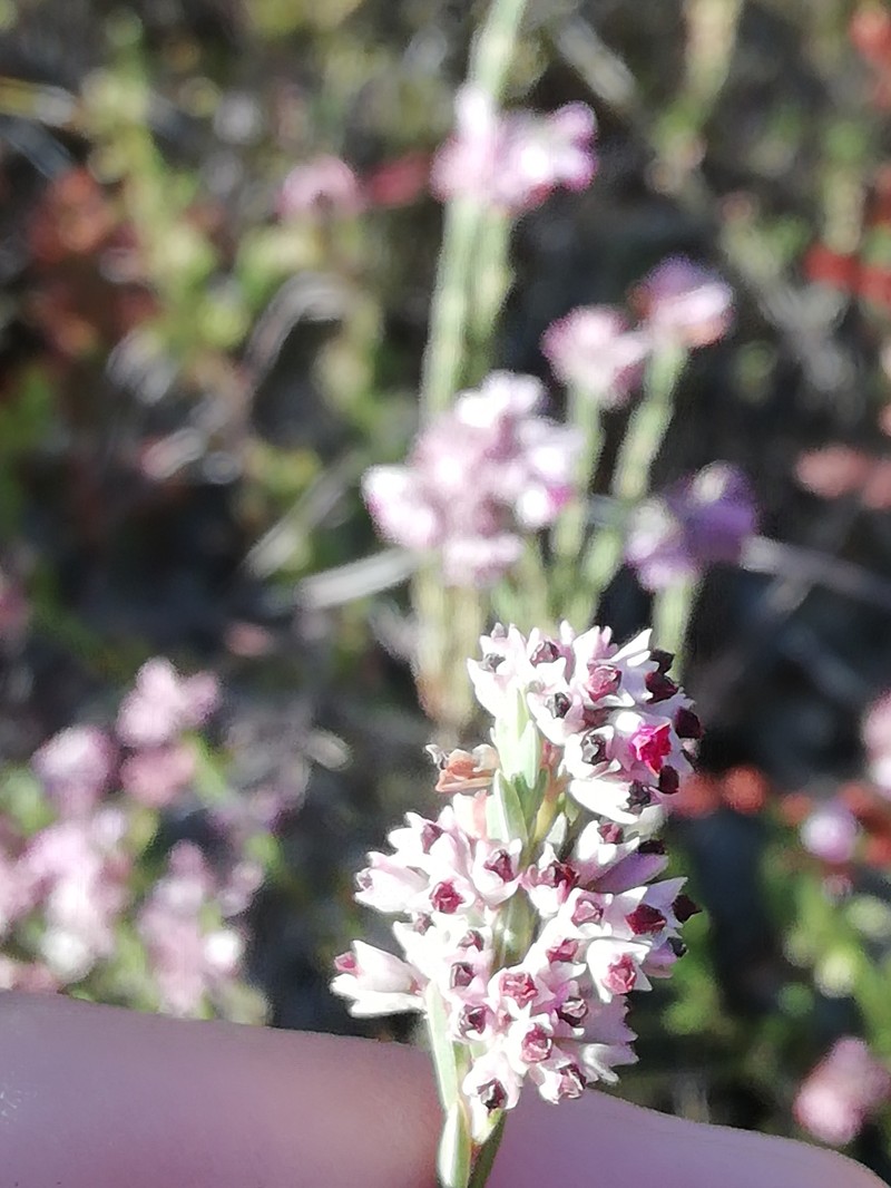 Erica articularis var. articularis photo 2