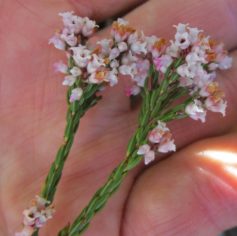 Erica articularis var. articularis photo 4