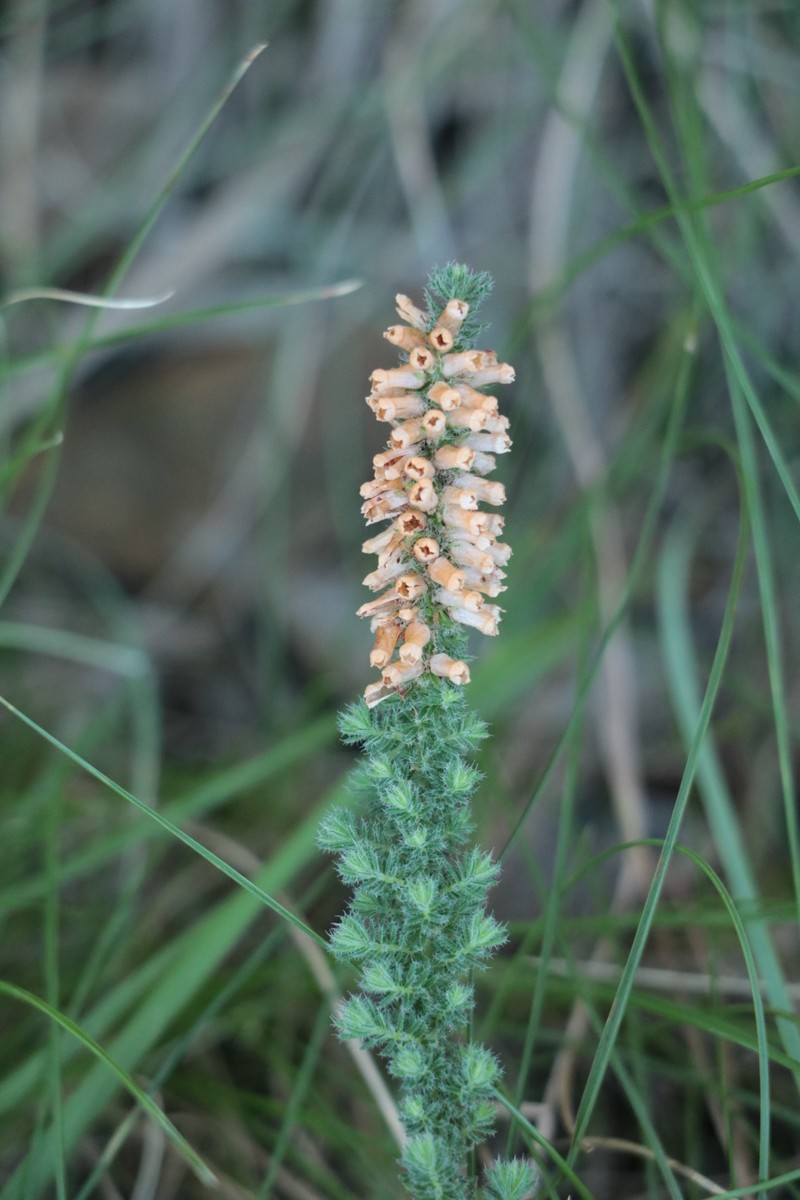 Erica aspalathifolia var. aspalathifolia