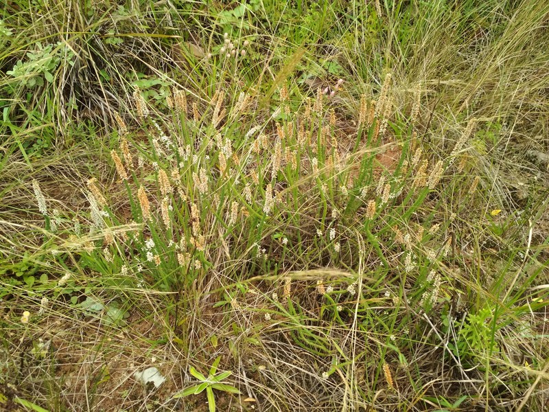 Erica aspalathifolia var. aspalathifolia photo 2