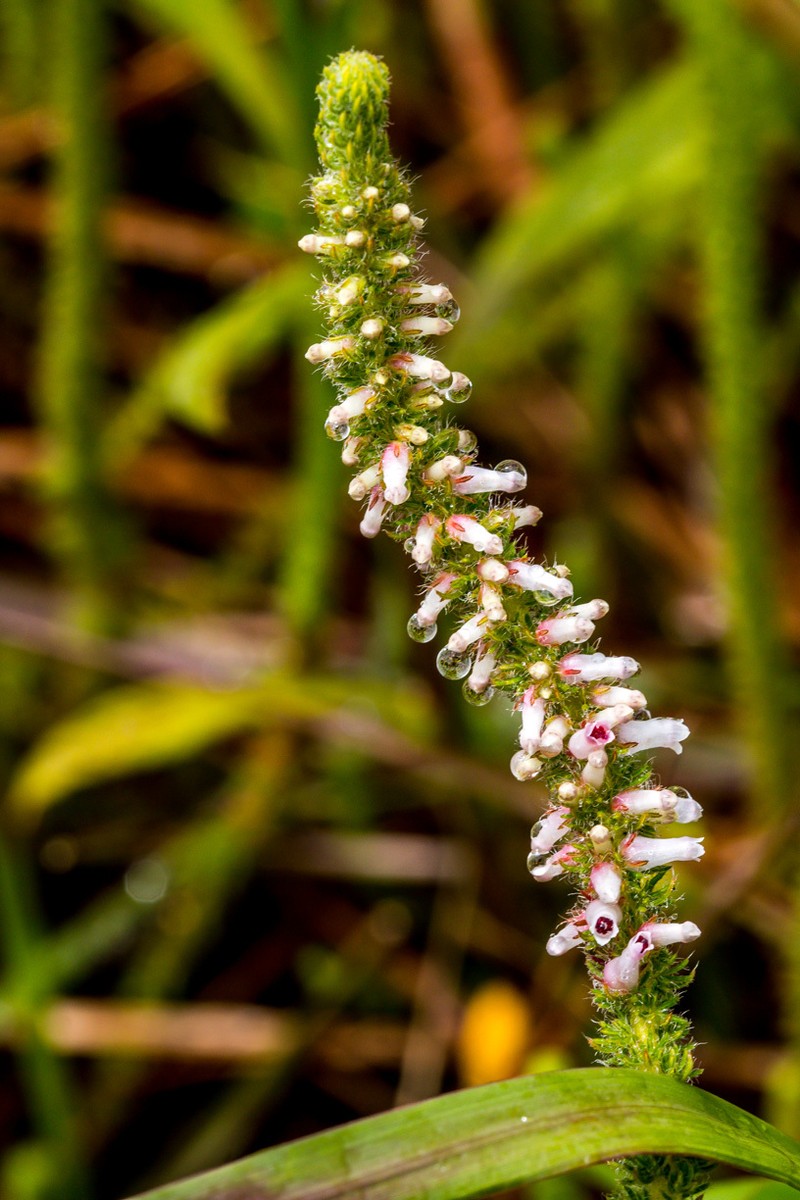 Erica aspalathifolia var. aspalathifolia photo 3