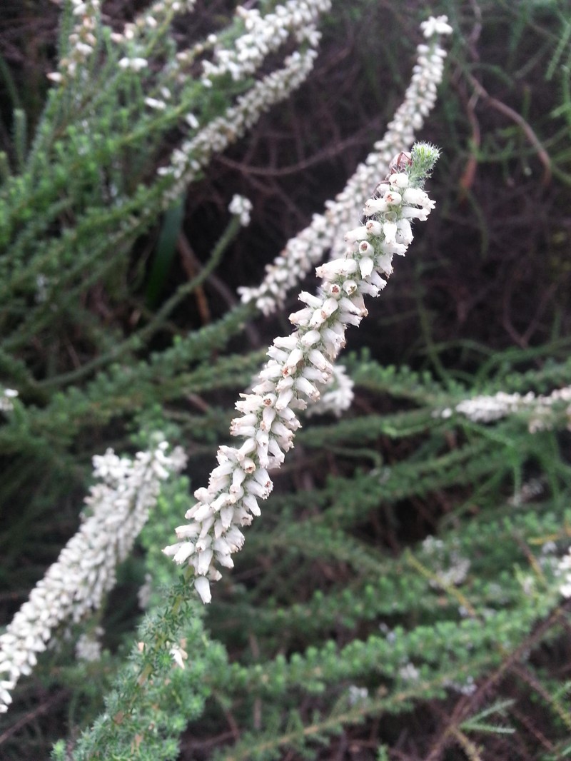 Erica aspalathifolia var. aspalathifolia photo 4