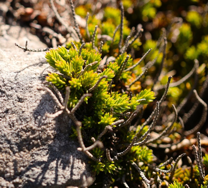 Erica banksia subsp. banksia photo 2