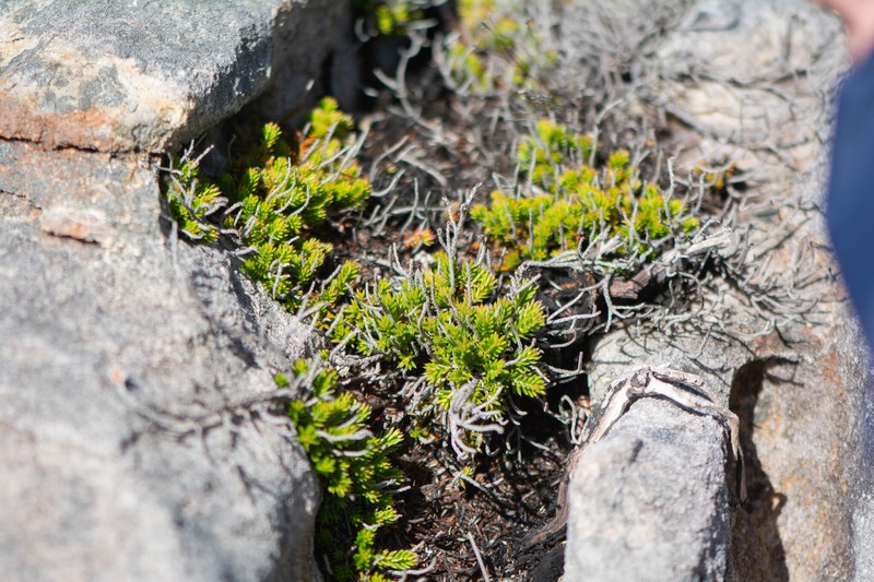 Erica banksia subsp. banksia photo 3