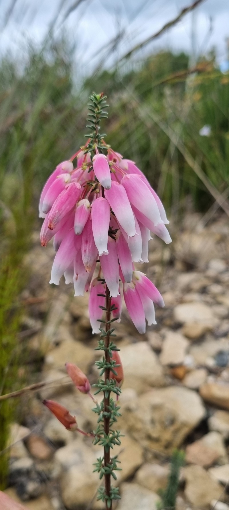 Erica bauera subsp. bauera