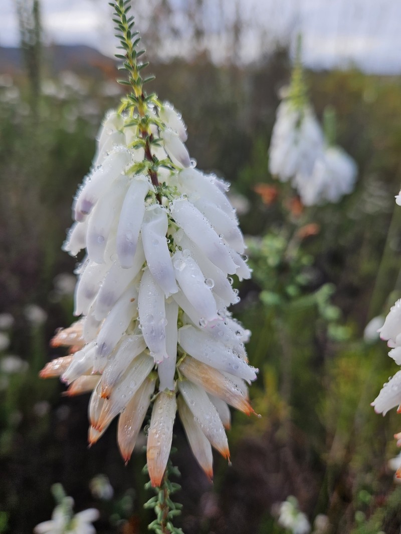 Erica bauera subsp. bauera photo 2
