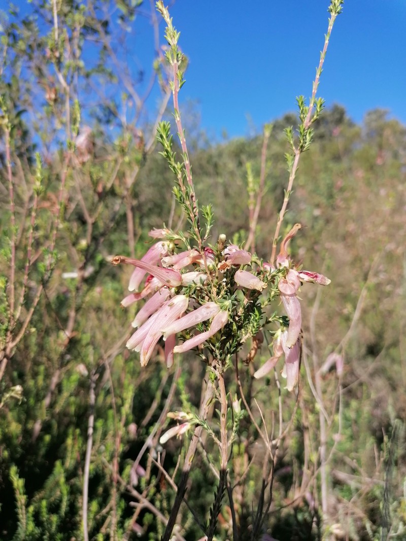 Erica bauera subsp. bauera photo 3